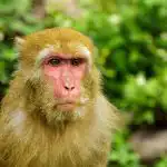 Установен е друг начин за предаване на маймунска едра шарка. Трябва да знаете това ustanoven-e-drug-nachin-za-predavane-na-maymunska-edra-sharka.jpg