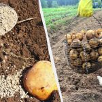 Вместо обикновени картофи се засаждат картофи за семе - ще съберете по 4 кг от храст: какво да добавите в кладенците Вместо обикновени картофи се засаждат картофи за семе - ще