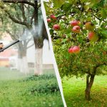 Ябълковите дървета никога повече няма да бъдат засегнати от акари: ефективно решение с две съставки Ябълковите дървета никога повече няма да бъдат засегнати от акари: