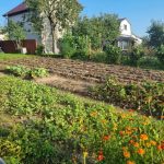 Защо да поръсваме леглата с канела и горчица на прах: комплект за кухненска градина zashto-da-porasvame-leglata-s-kanela-i-gorchitsa-na-prah.jpg