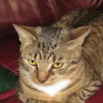 Защо котката носи играчки в леглото ви: нощен подарък или сигнал за бедствие zashto-kotkata-nosi-igrachki-v-legloto-vi-noshten-podarak-ili.jpg