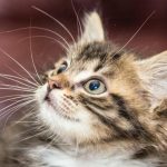 Защо котките обичат картонени кутии: щит за подслон, усещане и тревожност zashto-kotkite-obichat-kartoneni-kutii-shtit-za-podslon-useshtane-i.jpg