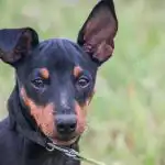 Защо кучето се търкаля, преди да легне: навигация, безопасност и древен ритуал zashto-kucheto-se-tarkalya-predi-da-legne-navigatsiya-bezopasnost-i.jpg