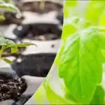 Защо разсадът е тънък и слаб: основните грешки и как