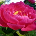 Защо съседите ви имат божури с размерите на чиния: три правила, които пазят в тайна zashto-sasedite-vi-imat-bozhuri-s-razmerite-na-chiniya-tri.jpg