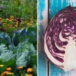 Защо зелето повяхва в лехата: всичко зависи от съседите му Защо зелето повяхва в лехата: всичко зависи от съседите му