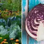 Защо зелето повяхва в лехата: всичко зависи от съседите му