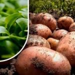 Земята ще бъде като пух: градинар разказва какво да сее след прибирането на картофите Земята ще бъде като пух: градинар разказва какво да сее