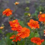 10 многогодишни цветя, които стават все по-добри с годините: експертите