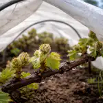 Как да предпазите лозята си от пролетни слани с помощта на изпитан метод kak-da-predpazite-lozyata-si-ot-proletni-slani-s-pomoshtta.png