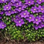 Защо пролетното подрязване на клематиса превръща крехкия храст в стена от цветя zashto-proletnoto-podryazvane-na-klematisa-prevrashta-krehkiya-hrast-v-stena.png