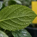 Защо конвенционалните средства за защита не действат zashto-konventsionalnite-sredstva-za-zashtita-ne-deystvat.png