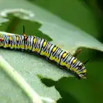 5 причини, поради които растенията могат да имат дупчести листа,