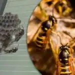 6 неща, които превръщат двора ви в магнит за оси