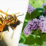 7 растения привличат смъртоносни стършели: не бива да се засаждат