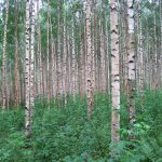 9-те най-лоши дървета за градината: какво да не засаждате в двора си и какви алтернативи съществуват 9-те най-лоши дървета за градината: какво да не засаждате в