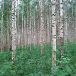 9-те най-лоши дървета за градината: какво да не засаждате в