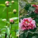 Божурите живеят 50 години, но не винаги цъфтят: как да