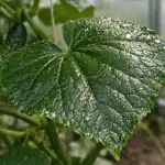 Бялата муха по краставиците ще изчезне за една нощ благодарение на лекарство от аптеката за стотинки byalata-muha-po-krastavitsite-shte-izchezne-za-edna-nosht-blagodarenie.png