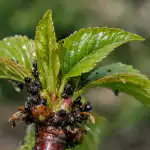 Черешовите бръмбари ще изчезнат завинаги след едно лекарство от аптеката за стотинки chereshovite-brambari-shte-izcheznat-zavinagi-sled-edno-lekarstvo-ot-aptekata.png