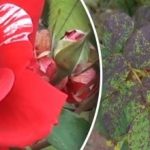 Черни петна по розите: как да предотвратим гъбични заболявания Черни петна по розите: как да предотвратим гъбични заболявания