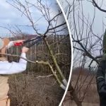 Дали дърветата вече могат да бъдат подрязвани: градинар посочи важен