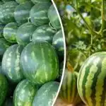 Дини до 12 кг: кой сорт да изберете през 2026