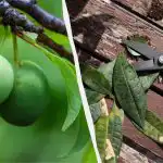 Дори "старата" слива ще донесе кофи с плодове: как трябва