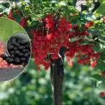 Две кофи касис на храст: как да приготвите най-добрия тор