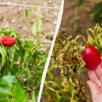 Една грешка и ще останете без реколта: какво да не засаждате с чушки Една грешка и ще останете без реколта: какво да не