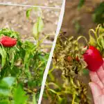 Една грешка и ще останете без реколта: какво да не