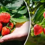 Една грешка при засаждането и храстът ще изгние: основната тайна