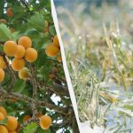 Една нощ ще реши съдбата на цялата реколта: как да