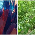 Градинарите оставят пластмасови вилици в лехите: какъв е смисълът на