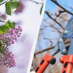 Градинските ножици могат да почакат: 6 растения, които никога не