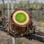 Гроздето не дава реколта след зимата и как да го поправим за един сезон grozdeto-ne-dava-rekolta-sled-zimata-i-kak-da-go.png