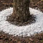 H1 Сливовото дърво ще ви се отблагодари с невиждана реколта: защо доломитовото брашно през пролетта е най-добрият подарък за дървото h1-slivovoto-darvo-shte-vi-se-otblagodari-s-nevizhdana-rekolta.png