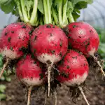 H1 Тайната на пролетната реколта от репички с големината на юмрук в обикновена оранжерия h1-taynata-na-proletnata-rekolta-ot-repichki-s-goleminata-na.png