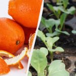 И тор, и защита от вредители: градинарите са открили как