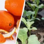 И тор, и защита от вредители: градинарите са открили как