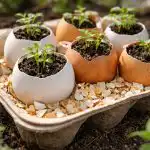 Интелигентен начин за използване на яйчени черупки за пролетно засаждане с двойна полза inteligenten-nachin-za-izpolzvane-na-yaycheni-cherupki-za-proletno-zasazhdane.png