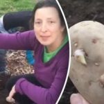 Как американците засаждат картофи: необичаен начин без копаене