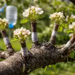 Как да добием крушово дърво, ако в парцела има само едно дърво kak-da-dobiem-krushovo-darvo-ako-v-partsela-ima-samo.png