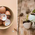 Как да използваме яйчени черупки в зеленчуковата градина: 7 начина,