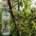 Как да накараме една круша да плододава през пролетта, без да засаждаме второ дърво kak-da-nakarame-edna-krusha-da-plododava-prez-proletta-bez.png