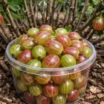 Как да накараме цариградското грозде да ражда кофички с едри плодове вместо бодливи храсталаци kak-da-nakarame-tsarigradskoto-grozde-da-razhda-kofichki-s-edri.png