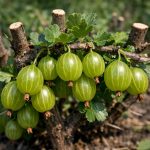 kak-da-nakarate-tsarigradskoto-grozde-da-razhda-edri-plodove-vmesto.png