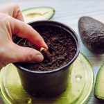 Как да отглеждаме авокадо на перваза на прозореца: инструкции стъпка