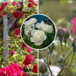 Как да подрязваме розите след зимата: тайната на пищния цъфтеж