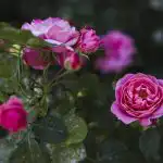 Как да подрязваме розите, за да цъфтят буйно: градинарите разкриха всички нюанси Как да подрязваме розите, за да цъфтят буйно: градинарите разкриха